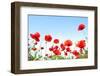 Bright Red Poppies in Sunny Day-Ale-ks-Framed Photographic Print