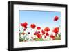 Bright Red Poppies in Sunny Day-Ale-ks-Framed Photographic Print
