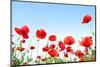 Bright Red Poppies in Sunny Day-Ale-ks-Mounted Photographic Print