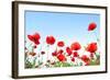 Bright Red Poppies in Sunny Day-Ale-ks-Framed Photographic Print