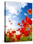 Bright Red Poppies-Ale-ks-Stretched Canvas