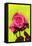 Bright Rose, 1980s-George Adamson-Framed Stretched Canvas