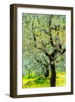 Bright shades of green sunlit olive trees and grass in Autumn after the rain, Greve in Chianti-James Strachan-Framed Photographic Print