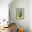 Bright shades of green sunlit olive trees and grass in Autumn after the rain, Greve in Chianti-James Strachan-Framed Photographic Print displayed on a wall