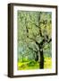 Bright shades of green sunlit olive trees and grass in Autumn after the rain, Greve in Chianti-James Strachan-Framed Photographic Print