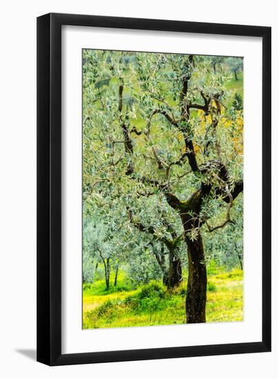 Bright shades of green sunlit olive trees and grass in Autumn after the rain, Greve in Chianti-James Strachan-Framed Photographic Print