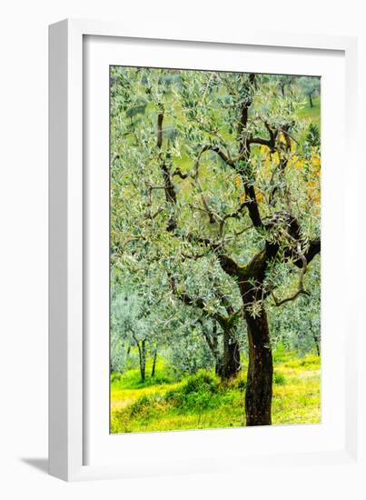 Bright shades of green sunlit olive trees and grass in Autumn after the rain, Greve in Chianti-James Strachan-Framed Photographic Print