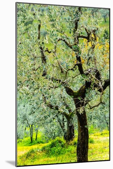 Bright shades of green sunlit olive trees and grass in Autumn after the rain, Greve in Chianti-James Strachan-Mounted Photographic Print
