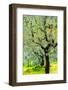 Bright shades of green sunlit olive trees and grass in Autumn after the rain, Greve in Chianti-James Strachan-Framed Photographic Print