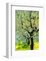 Bright shades of green sunlit olive trees and grass in Autumn after the rain, Greve in Chianti-James Strachan-Framed Photographic Print