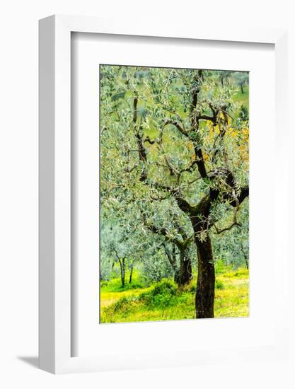 Bright shades of green sunlit olive trees and grass in Autumn after the rain, Greve in Chianti-James Strachan-Framed Photographic Print