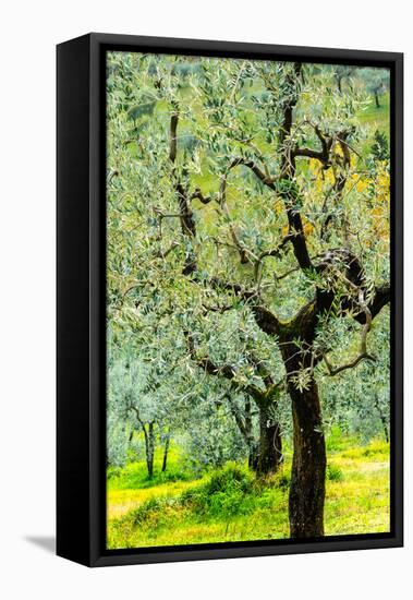 Bright shades of green sunlit olive trees and grass in Autumn after the rain, Greve in Chianti-James Strachan-Framed Stretched Canvas