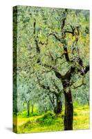 Bright shades of green sunlit olive trees and grass in Autumn after the rain, Greve in Chianti-James Strachan-Stretched Canvas