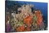 Bright Sponges, Soft Corals and Crinoids in a Colorful Komodo Seascape-Stocktrek Images-Stretched Canvas