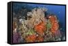 Bright Sponges, Soft Corals and Crinoids in a Colorful Komodo Seascape-Stocktrek Images-Framed Stretched Canvas