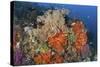 Bright Sponges, Soft Corals and Crinoids in a Colorful Komodo Seascape-Stocktrek Images-Stretched Canvas