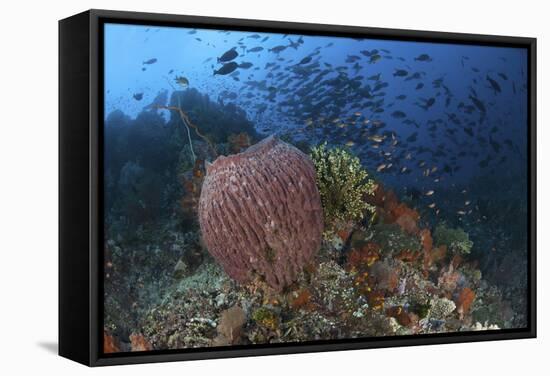 Bright Sponges, Soft Corals and Crinoids in a Colorful Komodo Seascape-Stocktrek Images-Framed Stretched Canvas