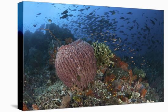 Bright Sponges, Soft Corals and Crinoids in a Colorful Komodo Seascape-Stocktrek Images-Stretched Canvas