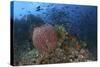 Bright Sponges, Soft Corals and Crinoids in a Colorful Komodo Seascape-Stocktrek Images-Stretched Canvas