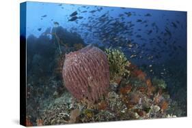 Bright Sponges, Soft Corals and Crinoids in a Colorful Komodo Seascape-Stocktrek Images-Stretched Canvas