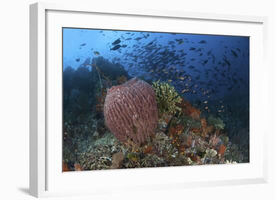 Bright Sponges, Soft Corals and Crinoids in a Colorful Komodo Seascape-Stocktrek Images-Framed Photographic Print