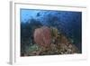 Bright Sponges, Soft Corals and Crinoids in a Colorful Komodo Seascape-Stocktrek Images-Framed Photographic Print