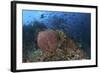 Bright Sponges, Soft Corals and Crinoids in a Colorful Komodo Seascape-Stocktrek Images-Framed Photographic Print