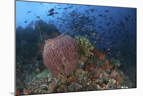 Bright Sponges, Soft Corals and Crinoids in a Colorful Komodo Seascape-Stocktrek Images-Mounted Photographic Print