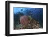 Bright Sponges, Soft Corals and Crinoids in a Colorful Komodo Seascape-Stocktrek Images-Framed Photographic Print