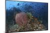 Bright Sponges, Soft Corals and Crinoids in a Colorful Komodo Seascape-Stocktrek Images-Mounted Photographic Print