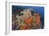 Bright Sponges, Soft Corals and Crinoids in a Colorful Komodo Seascape-Stocktrek Images-Framed Photographic Print