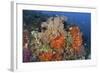 Bright Sponges, Soft Corals and Crinoids in a Colorful Komodo Seascape-Stocktrek Images-Framed Photographic Print