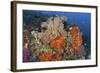 Bright Sponges, Soft Corals and Crinoids in a Colorful Komodo Seascape-Stocktrek Images-Framed Photographic Print