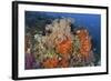 Bright Sponges, Soft Corals and Crinoids in a Colorful Komodo Seascape-Stocktrek Images-Framed Photographic Print