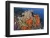 Bright Sponges, Soft Corals and Crinoids in a Colorful Komodo Seascape-Stocktrek Images-Framed Photographic Print