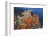 Bright Sponges, Soft Corals and Crinoids in a Colorful Komodo Seascape-Stocktrek Images-Framed Photographic Print