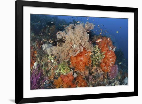 Bright Sponges, Soft Corals and Crinoids in a Colorful Komodo Seascape-Stocktrek Images-Framed Photographic Print