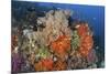 Bright Sponges, Soft Corals and Crinoids in a Colorful Komodo Seascape-Stocktrek Images-Mounted Photographic Print