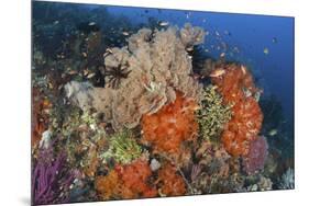 Bright Sponges, Soft Corals and Crinoids in a Colorful Komodo Seascape-Stocktrek Images-Mounted Photographic Print