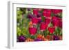Bright spring tulips.-Cindy Miller Hopkins-Framed Photographic Print
