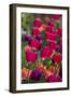 Bright spring tulips.-Cindy Miller Hopkins-Framed Photographic Print