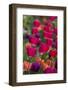 Bright spring tulips.-Cindy Miller Hopkins-Framed Photographic Print