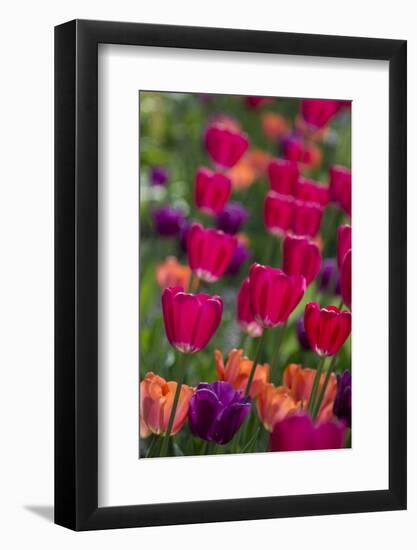 Bright spring tulips.-Cindy Miller Hopkins-Framed Photographic Print