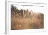 Bright Sun Haze II-Donnie Quillen-Framed Art Print