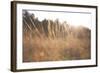 Bright Sun Haze II-Donnie Quillen-Framed Art Print