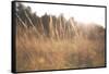 Bright Sun Haze II-Donnie Quillen-Framed Stretched Canvas