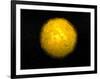 Bright Sun Shining in the Universe with Starry Background-null-Framed Art Print