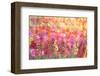 Bright sunshine light me up-Claire Westwood-Framed Art Print