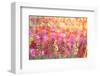 Bright sunshine light me up-Claire Westwood-Framed Art Print