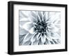 Bright White Bloom-Susan Bryant-Framed Art Print